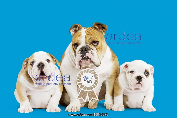 : English Bulldog, mother wearing No.1 Dad sign with : English Bulldog, mother wearing No.1 Dad sign with