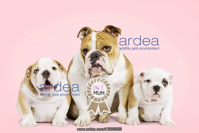 : English Bulldog, mother wearing No.1 Mum sign : English Bulldog, mother wearing No.1 Mum sign
