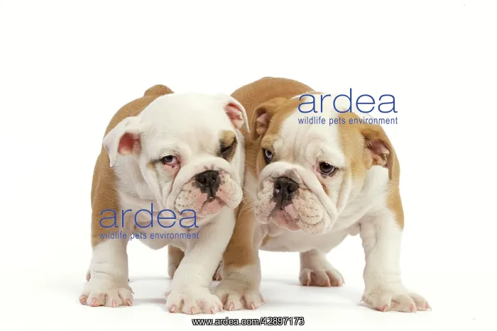  : English Bulldog - two puppies