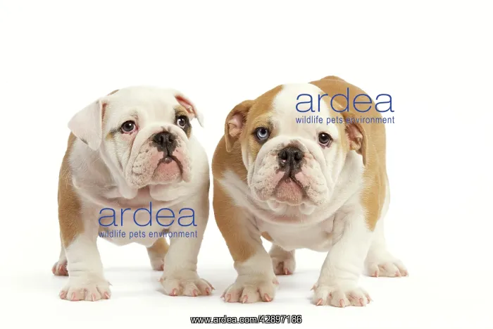  : English Bulldog - two puppies