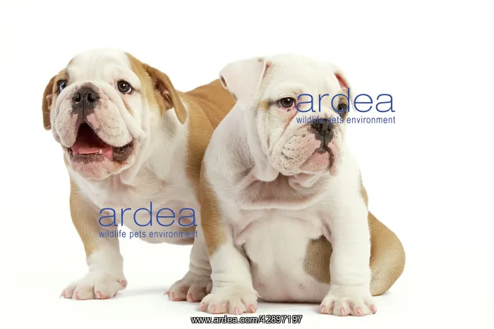  : English Bulldog - two puppies