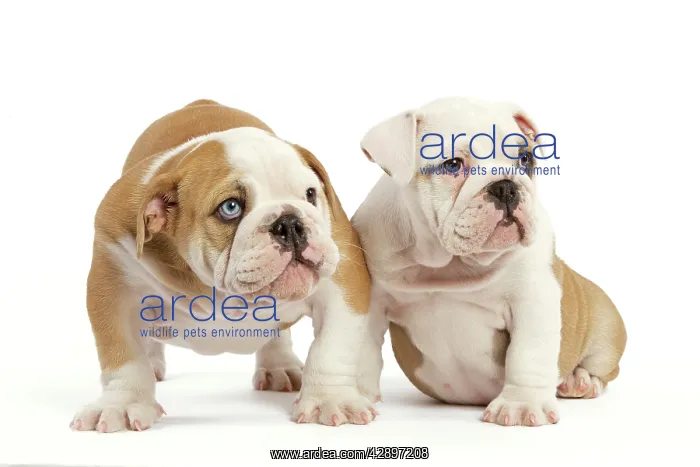  : English Bulldog - two puppies