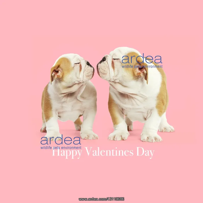 : English Bulldog - two puppies about to kiss, embrace : English Bulldog - two puppies about to kiss, embrace