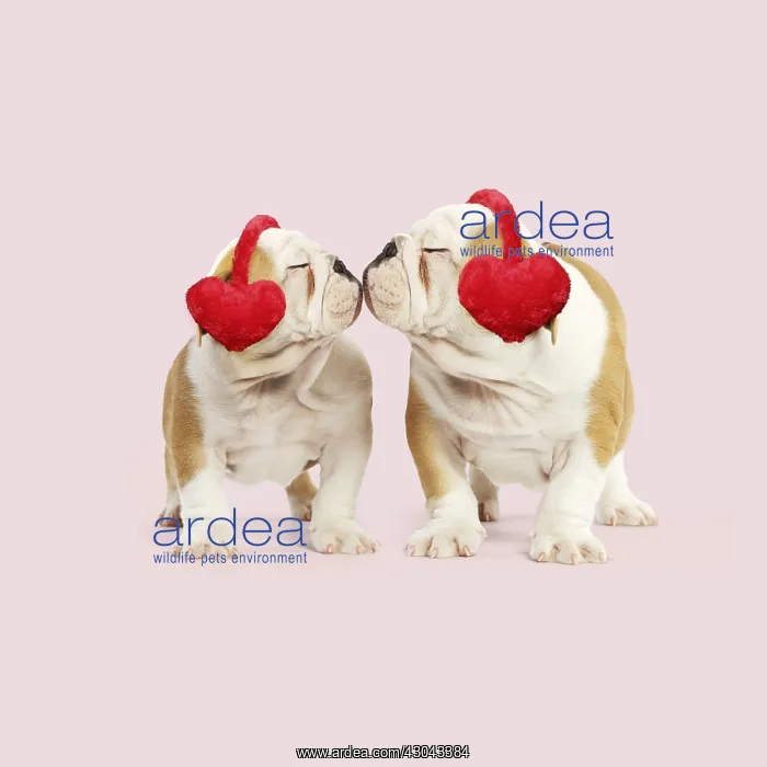 : English Bulldog - two puppies about to kiss wearing : English Bulldog - two puppies about to kiss wearing