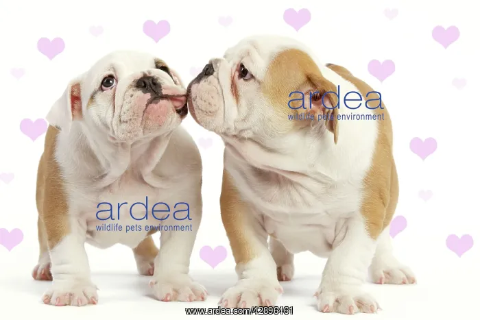 : English Bulldog - two puppies kissing : English Bulldog - two puppies kissing