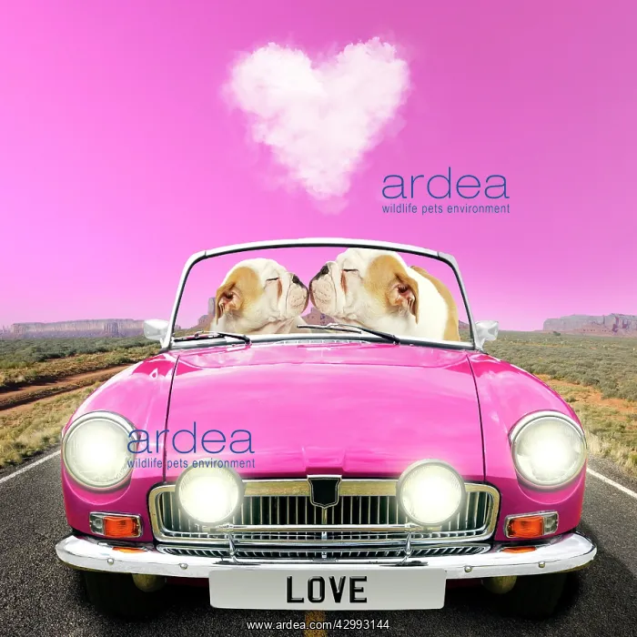 : English Bulldog puppies, pair driving car kissing : English Bulldog puppies, pair driving car kissing