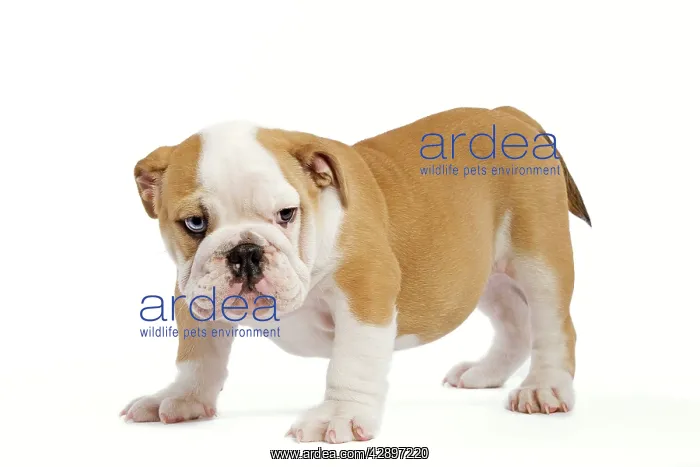  : English Bulldog - puppy