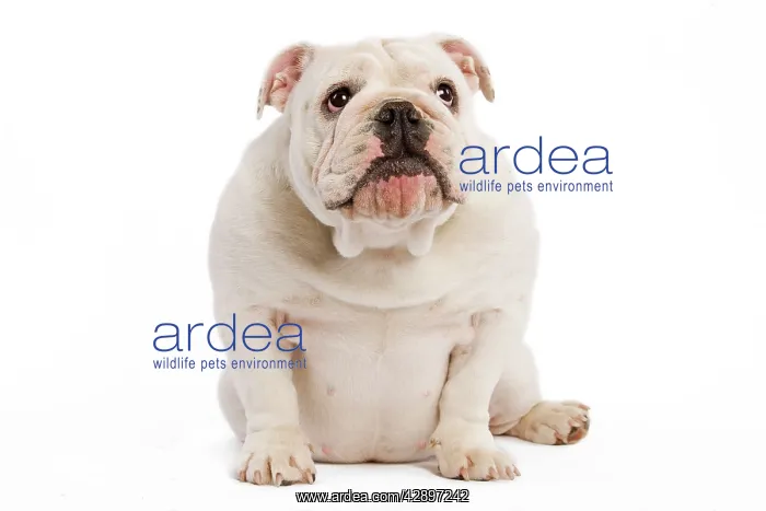  : English Bulldog - puppy