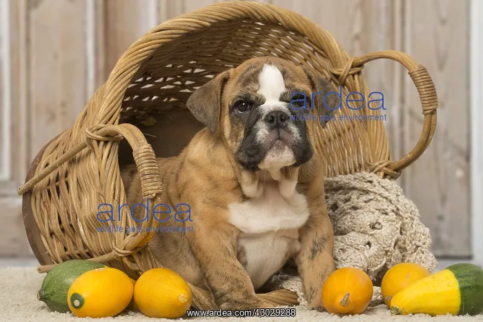  : English Bulldog puppy dog indoors