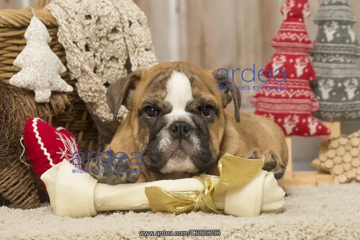 : English Bulldog puppy dog indoors at Christmas : English Bulldog puppy dog indoors at Christmas