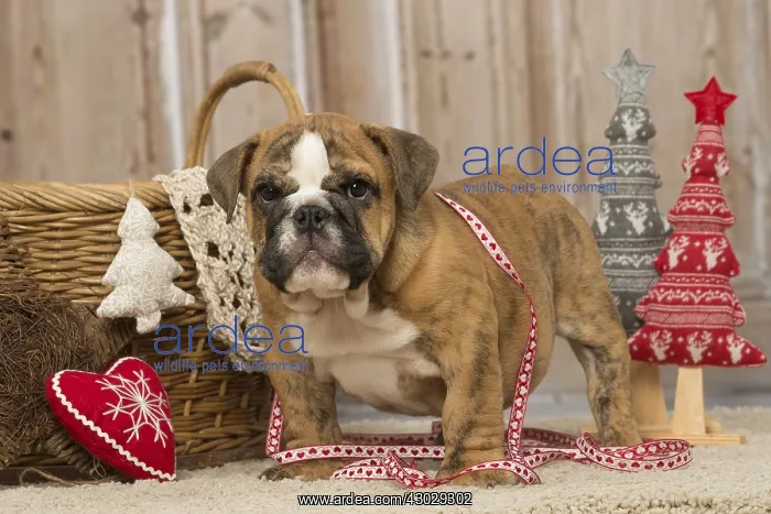 : English Bulldog puppy dog indoors at Christmas : English Bulldog puppy dog indoors at Christmas