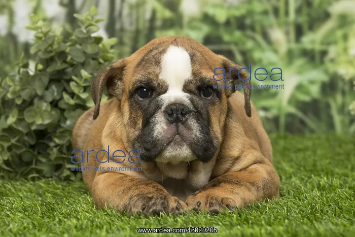  : English Bulldog puppy dog outdoors