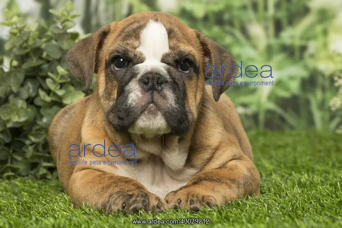  : English Bulldog puppy dog outdoors