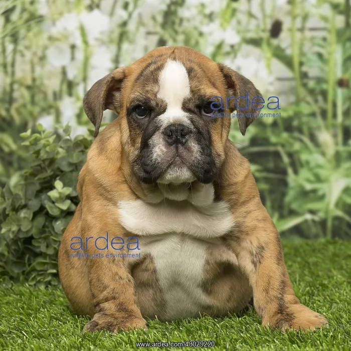 : English Bulldog puppy dog outdoors : English Bulldog puppy dog outdoors