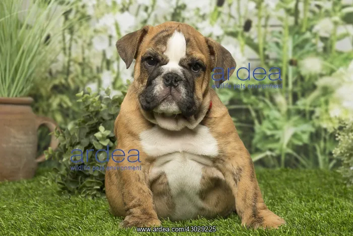 : English Bulldog puppy dog outdoors : English Bulldog puppy dog outdoors