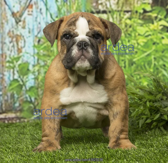  : English Bulldog puppy dog outdoors