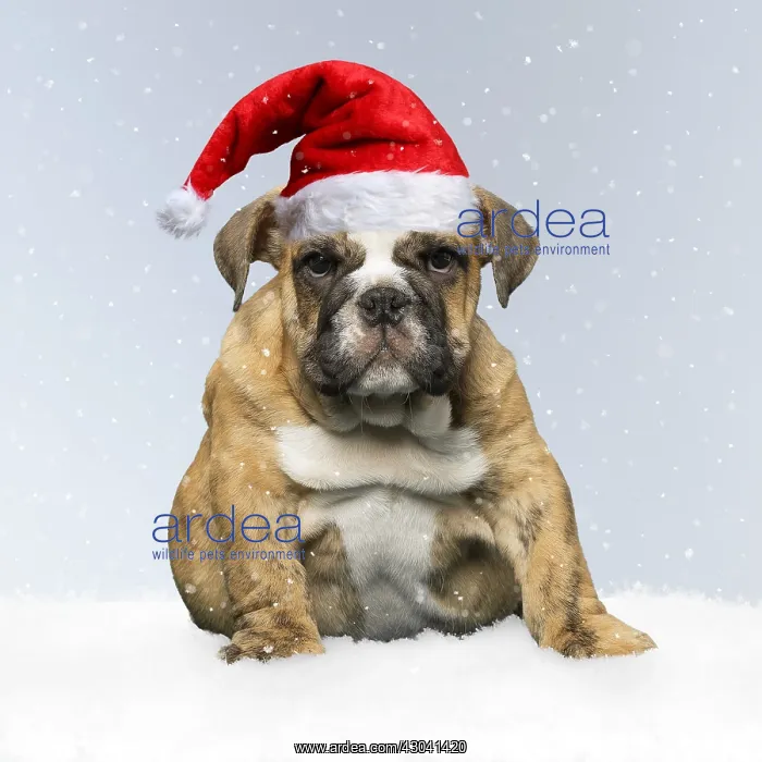 : English Bulldog puppy dog outdoors Digital manipulation : English Bulldog puppy dog outdoors Digital manipulation