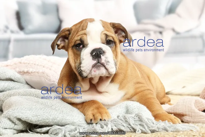 : English Bulldog puppy indoors : English Bulldog puppy indoors