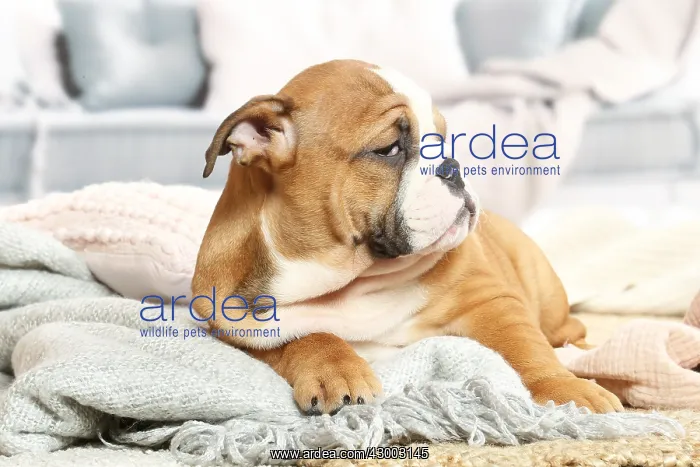 : English Bulldog puppy indoors : English Bulldog puppy indoors