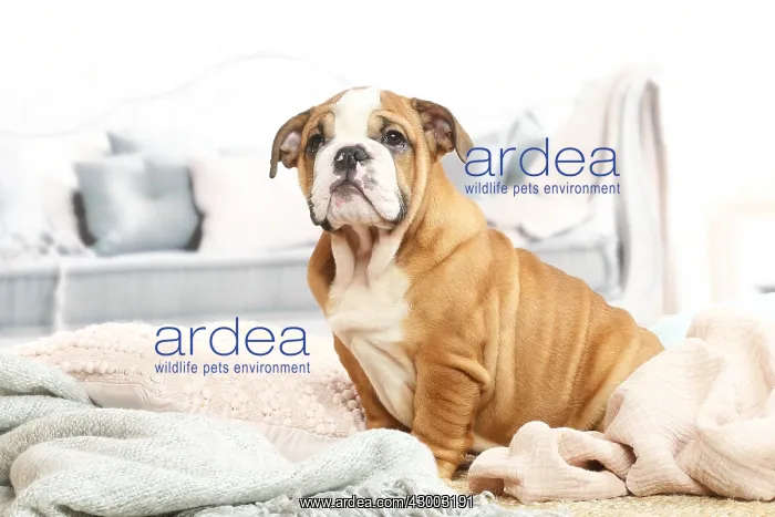 : English Bulldog puppy indoors : English Bulldog puppy indoors