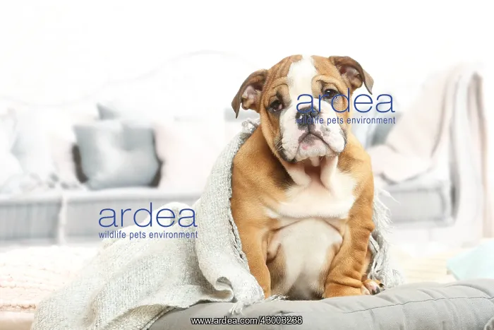 : English Bulldog puppy indoors : English Bulldog puppy indoors