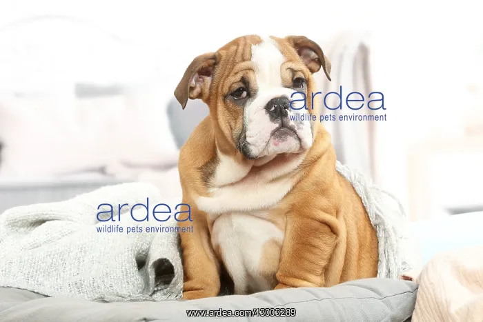 : English Bulldog puppy indoors : English Bulldog puppy indoors