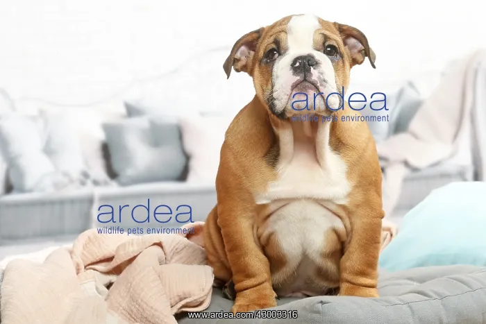 : English Bulldog puppy indoors : English Bulldog puppy indoors