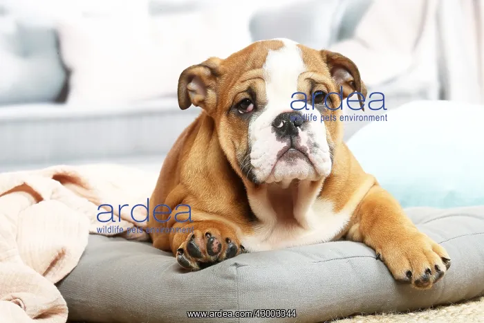 : English Bulldog puppy indoors : English Bulldog puppy indoors