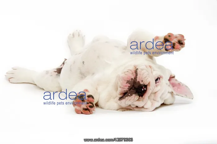 : English Bulldog - puppy lying on back with legs : English Bulldog - puppy lying on back with legs