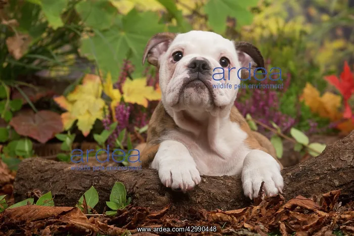 : English Bulldog puppy outdoors in Autumn : English Bulldog puppy outdoors in Autumn
