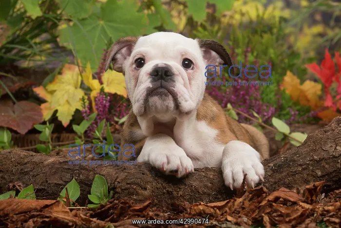 : English Bulldog puppy outdoors in Autumn : English Bulldog puppy outdoors in Autumn