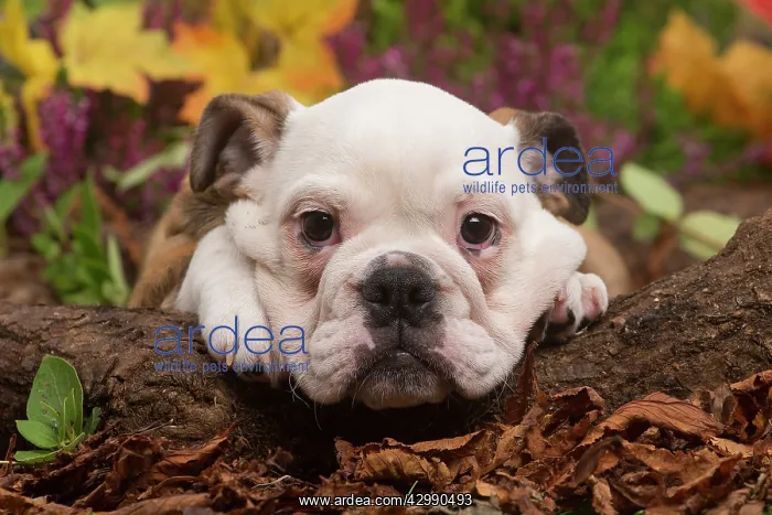 : English Bulldog puppy outdoors in Autumn : English Bulldog puppy outdoors in Autumn