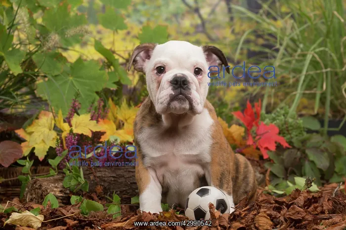 : English Bulldog puppy outdoors in Autumn : English Bulldog puppy outdoors in Autumn
