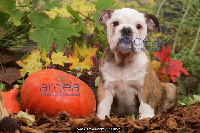 : English Bulldog puppy outdoors in Autumn : English Bulldog puppy outdoors in Autumn