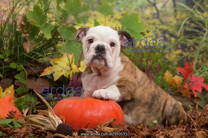 : English Bulldog puppy outdoors in Autumn : English Bulldog puppy outdoors in Autumn