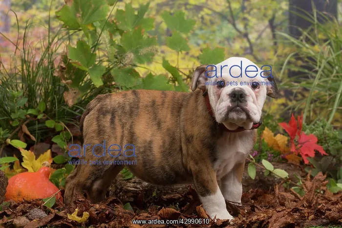  : English Bulldog puppy outdoors in Autumn
