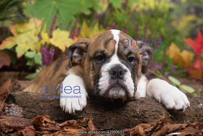 : English Bulldog puppy outdoors in Autumn : English Bulldog puppy outdoors in Autumn