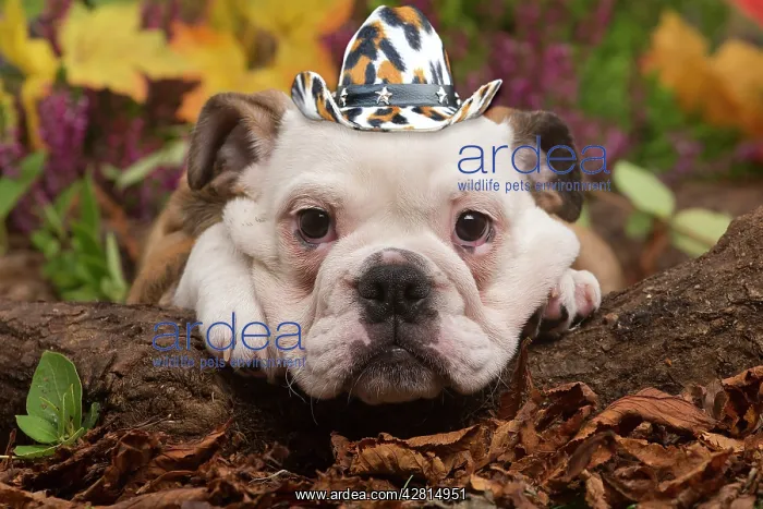 : English Bulldog puppy outdoors in Autumn with cowboy hat : English Bulldog puppy outdoors in Autumn with cowboy hat
