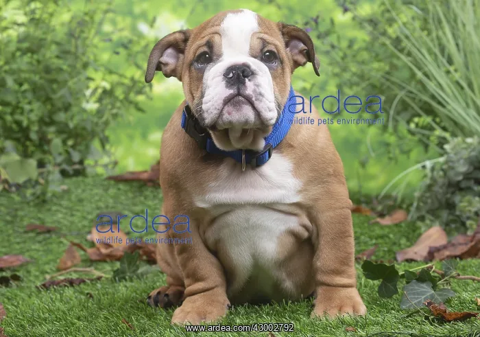 : English Bulldog puppy outside in the garden : English Bulldog puppy outside in the garden