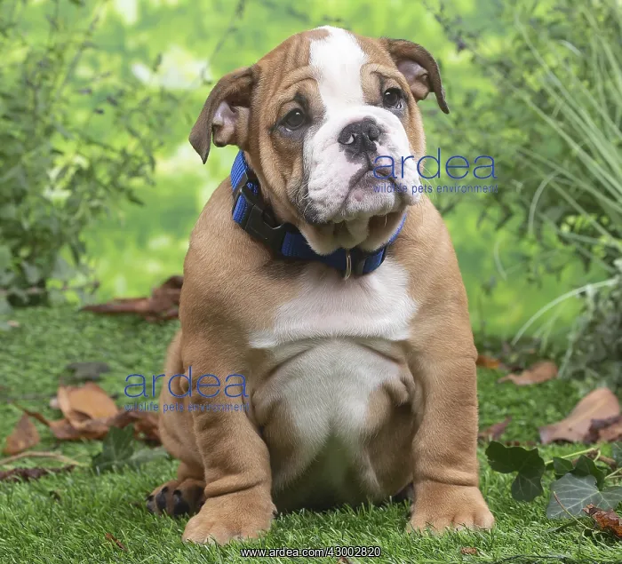  : English Bulldog puppy outside in the garden