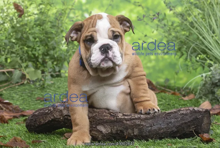 : English Bulldog puppy outside in the garden : English Bulldog puppy outside in the garden