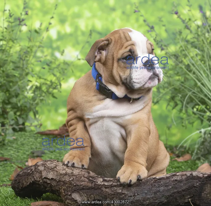 : English Bulldog puppy outside in the garden : English Bulldog puppy outside in the garden