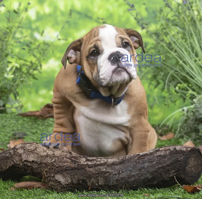 : English Bulldog puppy outside in the garden : English Bulldog puppy outside in the garden