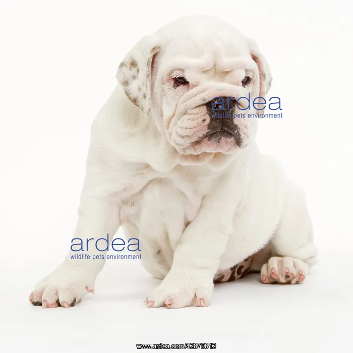  : English Bulldog - puppy in studio