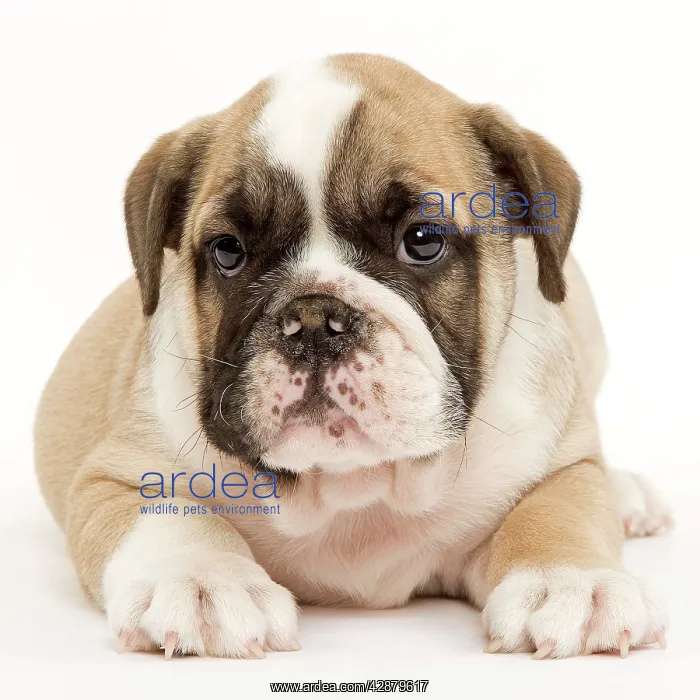  : English Bulldog - puppy in studio