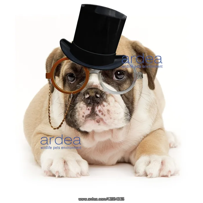 : English Bulldog - puppy in studio wearing monocle : English Bulldog - puppy in studio wearing monocle
