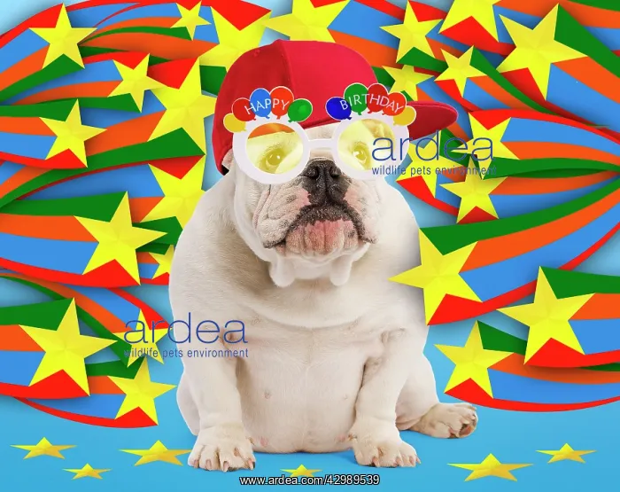 : English Bulldog - puppy - wearing hat / cap & Happy : English Bulldog - puppy - wearing hat / cap & Happy