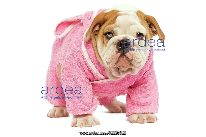 : English Bulldog - in studio wearing pink dressing gown : English Bulldog - in studio wearing pink dressing gown
