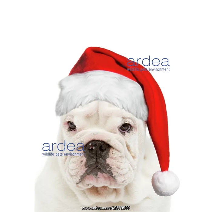  : English Bulldog - wearing Christmas hat
