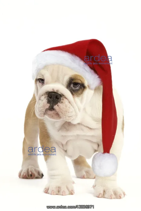  : English Bulldog wearing Christmas hat